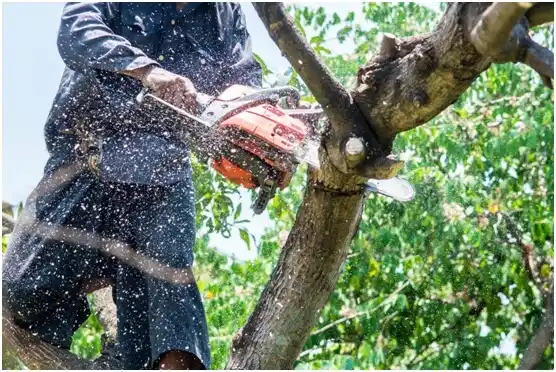 tree services Ashland